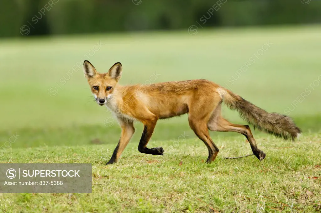 Red Fox (Vulpes vulpes) female walking on golf course