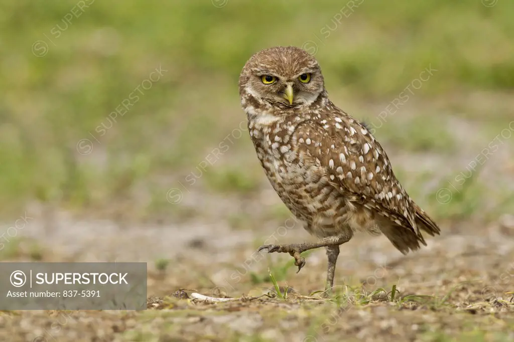 Female burrowing owl (Athene Cunicularia) with one leg raised