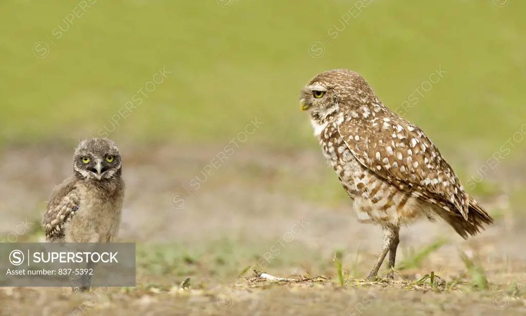Male burrowing owl (Athene Cunicularia) looking at very young owlet