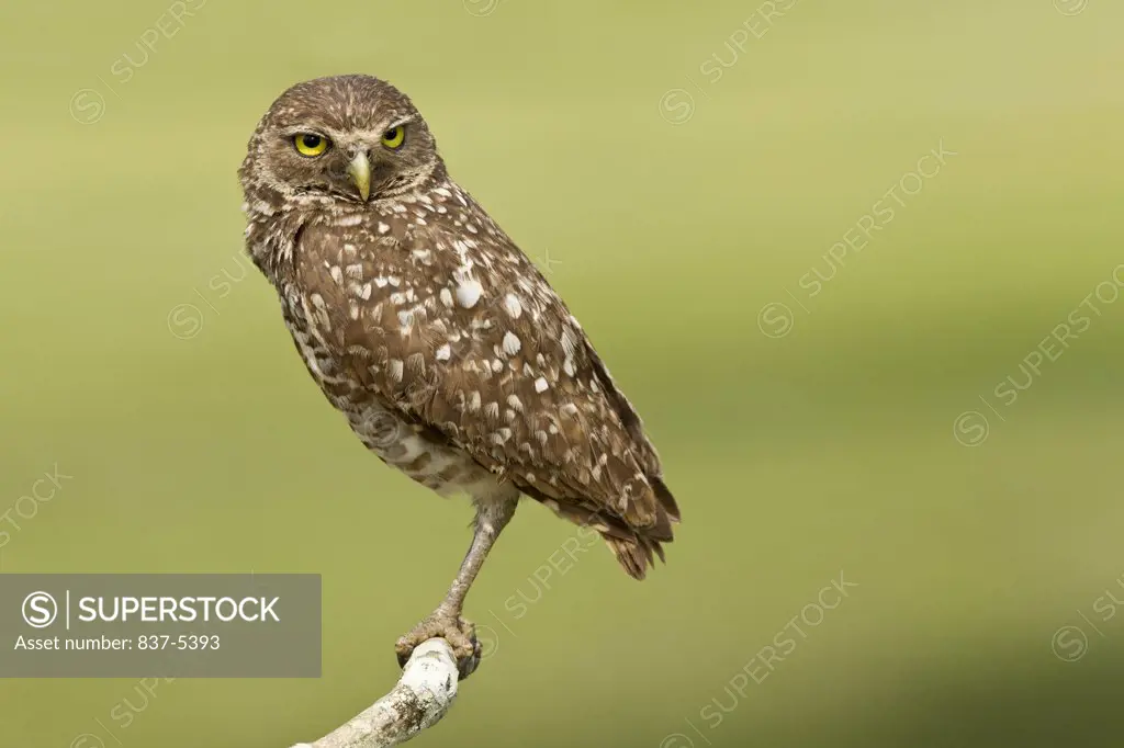 Female burrowing owl (Athene Cunicularia) perching on branch