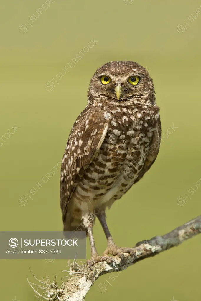 Female burrowing owl (Athene Cunicularia) perching on branch