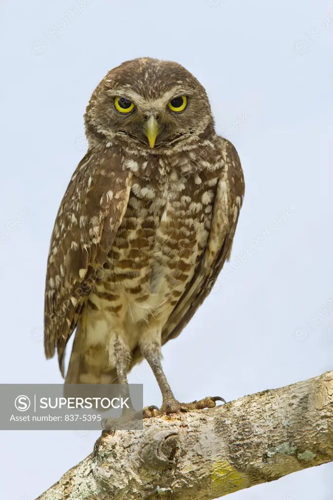 Male burrowing owl (Athene Cunicularia) perching on branch