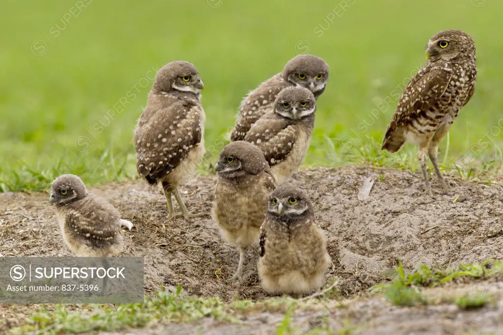 Six burrowing owlets (Athene Cunicularia) standing near burrow with adult female
