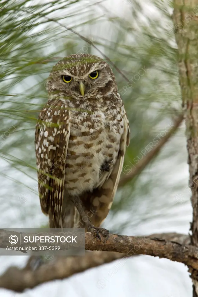 Male burrowing owl (Athene Cunicularia) perching on pine tree branch