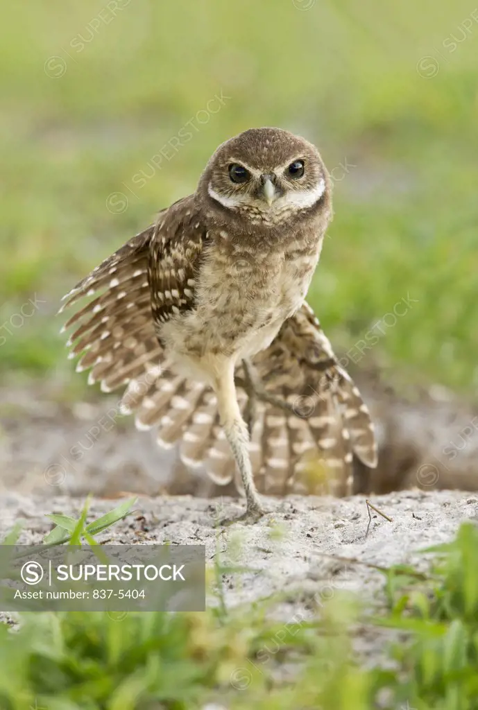 Burrowing owlet (Athene Cunicularia) doing wing stretch near his burrow