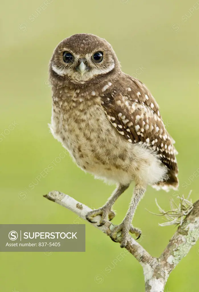 Burrowing owlet (Athene Cunicularia) perching on branch