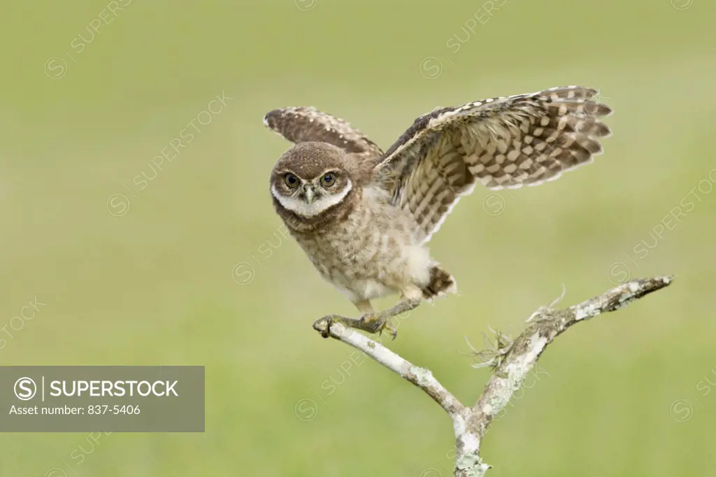Burrowing owlet (Athene Cunicularia) flapping his wings while perched on branch