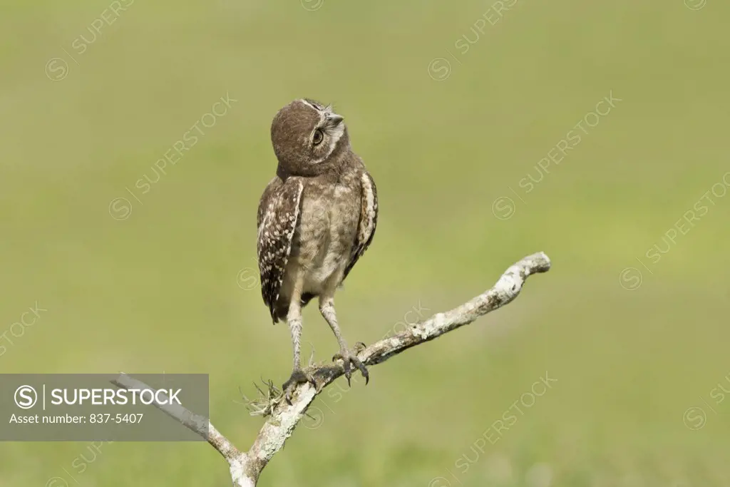 Burrowing owlet (Athene Cunicularia) looking upward while perched on branch