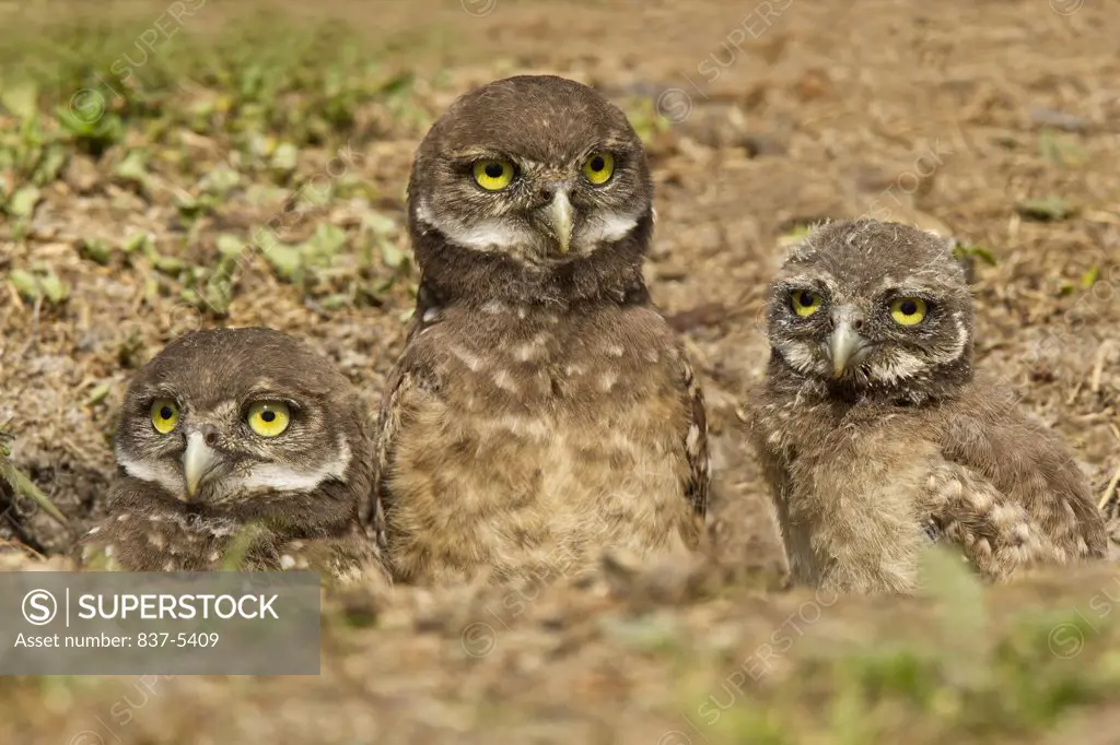 Three Burrowing owlets (Athene Cunicularia) looking out from their burrow
