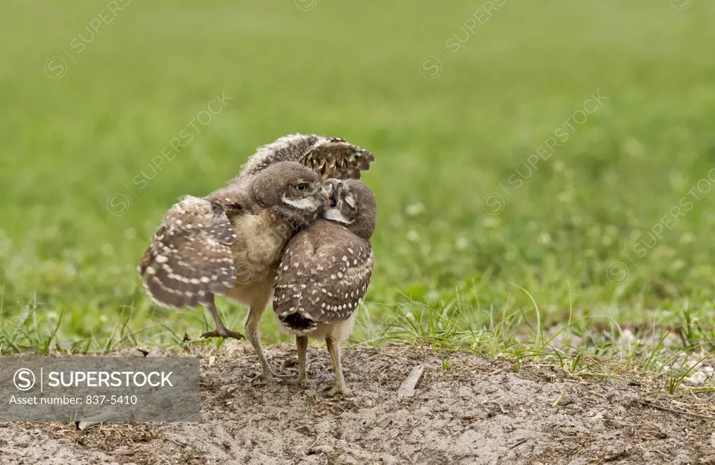 Two Burrowing owlets (Athene Cunicularia) smooching near their burrow
