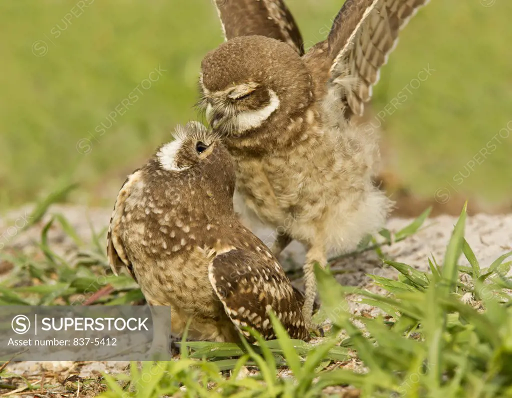 Close up of two Burrowing owlets (Athene Cunicularia) interacting near their burrow
