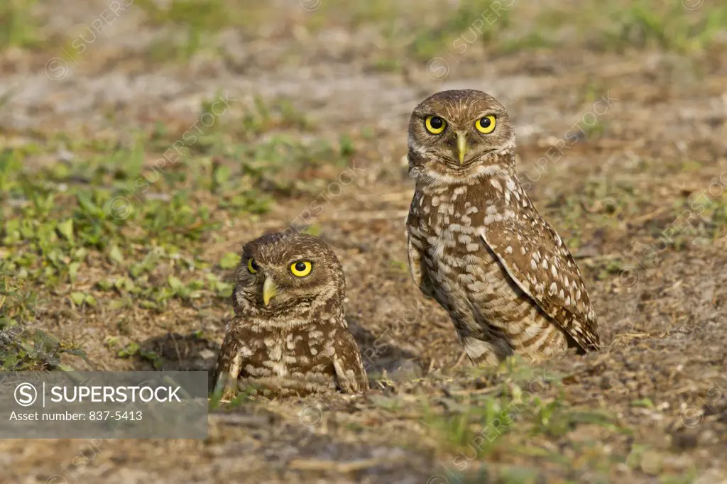 Adult burrowing owl (Athene Cunicularia) parents at their burrow