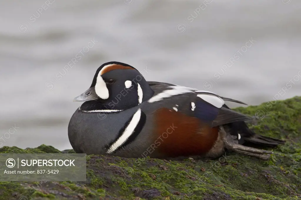 Male Harlequin Duck ( Histrionicus Histrionicus) perching on mossy covered rock