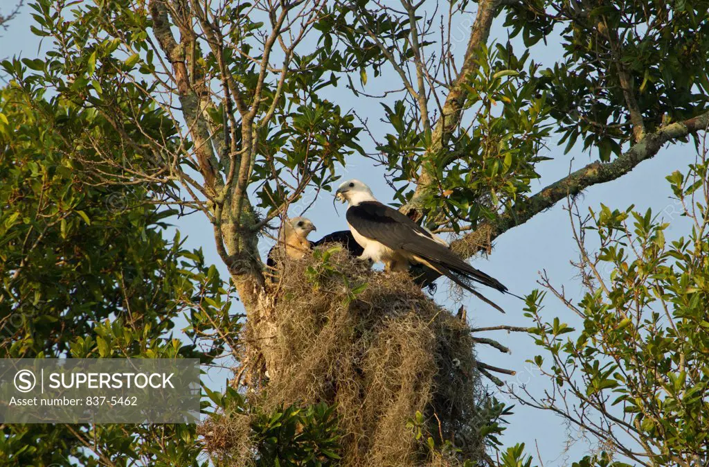 Swallow-Tailed kite (Elanoides forficatus) with its young one in a nest