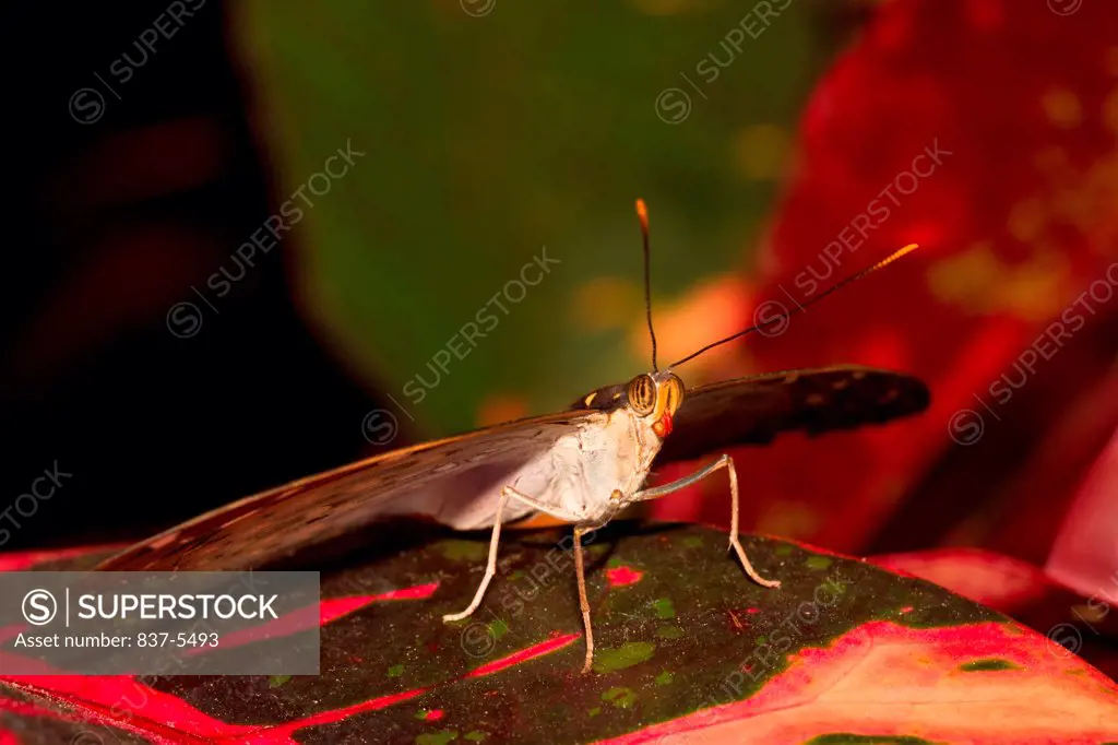 Female Archduke butterfly (Lexias pardalis) perched on colorful leaves
