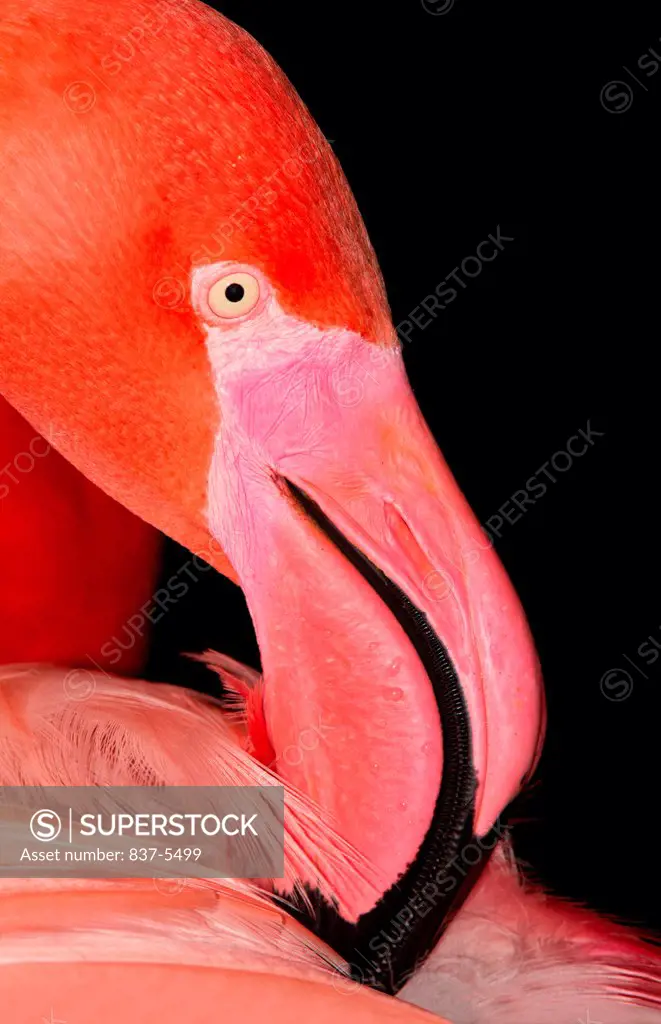 Vivid pink flamingo preening against dark background