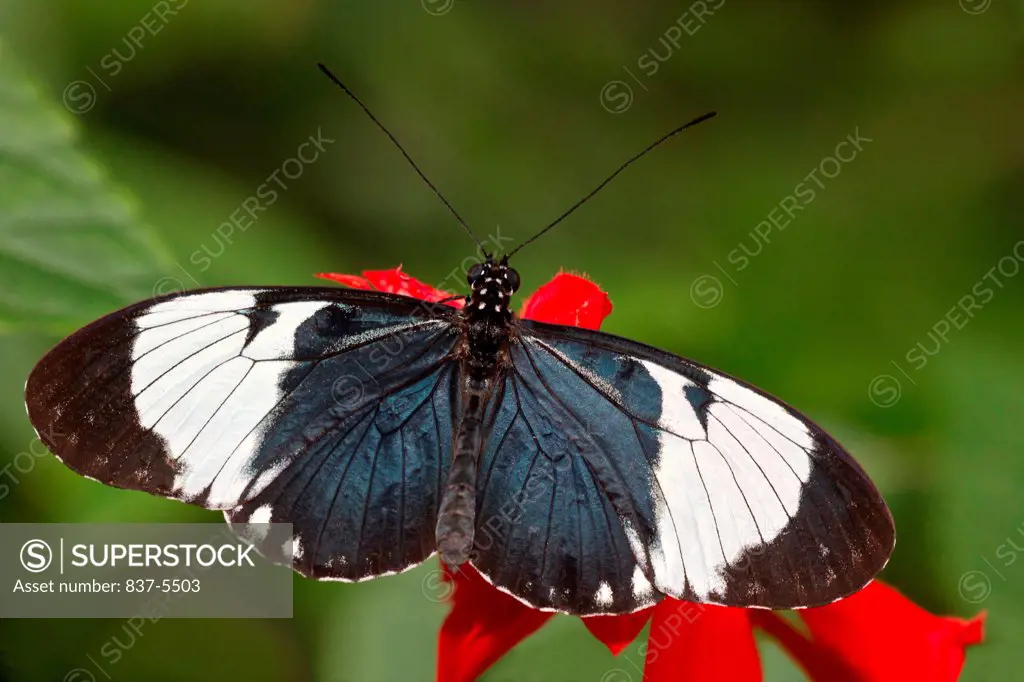 Cydno Longwing (Heliconius cydno) perched on red flower