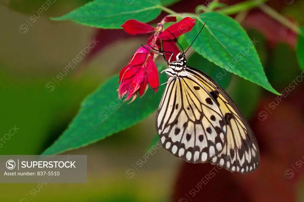 Large tree nymph butterfly ( Idea Leuconoe) nectaring on red flowers