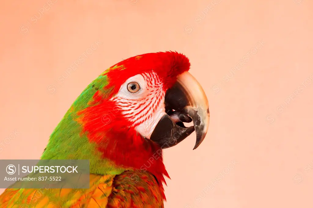 Portrait of Shamrock Macaw