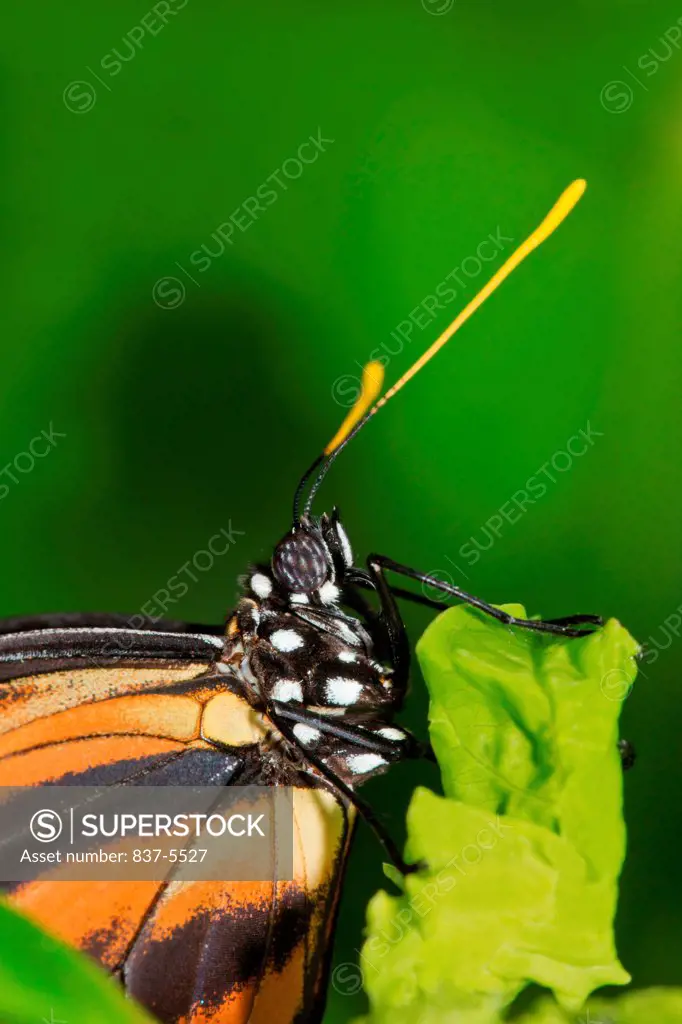 Tiger-Mimic Queen butterfly (Lycorea cleobaea), perched on green leaf