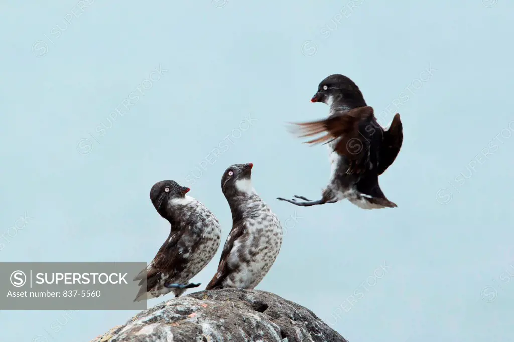 Two Least auklets (Aethia pusilla) perched on a rock as another is in mid air flying in to land, Saint Paul Island, Alaska, USA