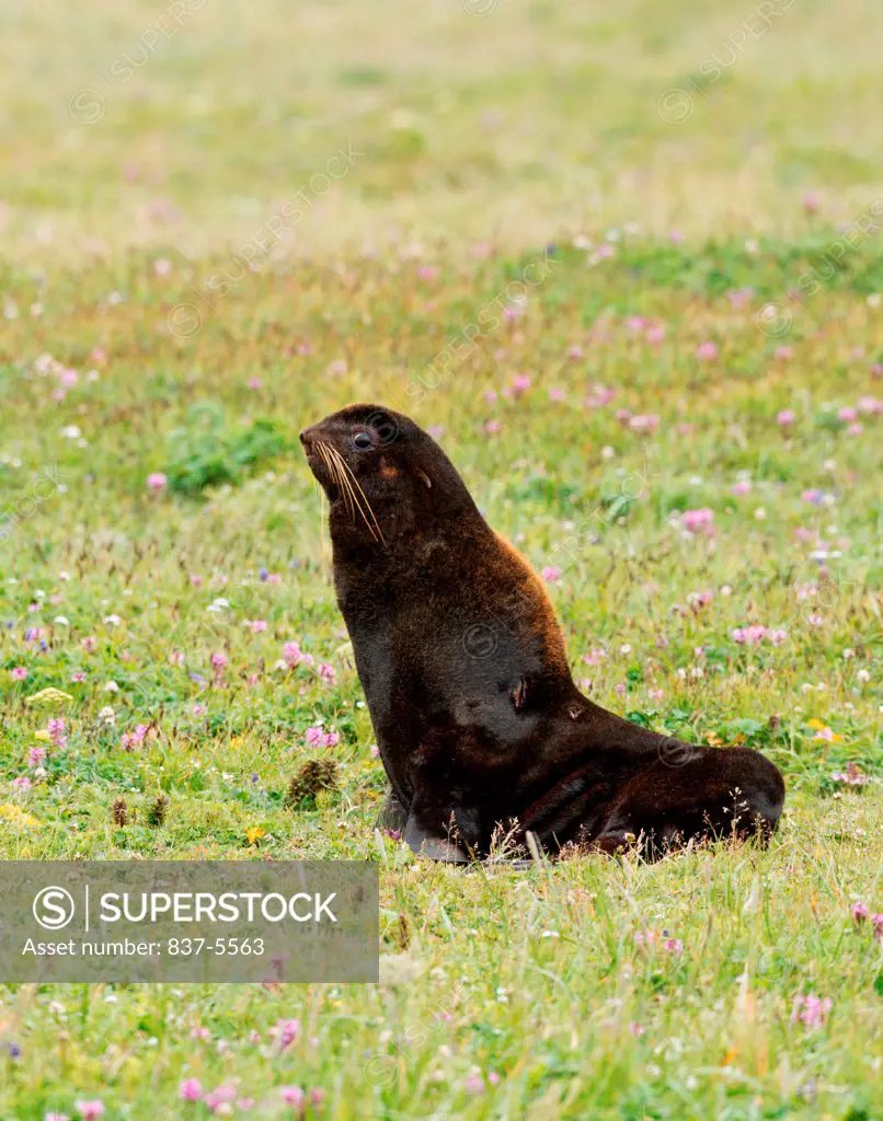 Northern Fur Seal (Callorhinus ursinus) in the field of a flowers