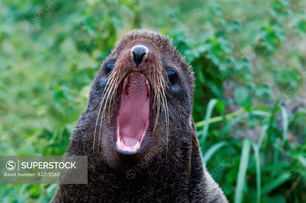 Northern Fur Seal (Callorhinus ursinus) calling