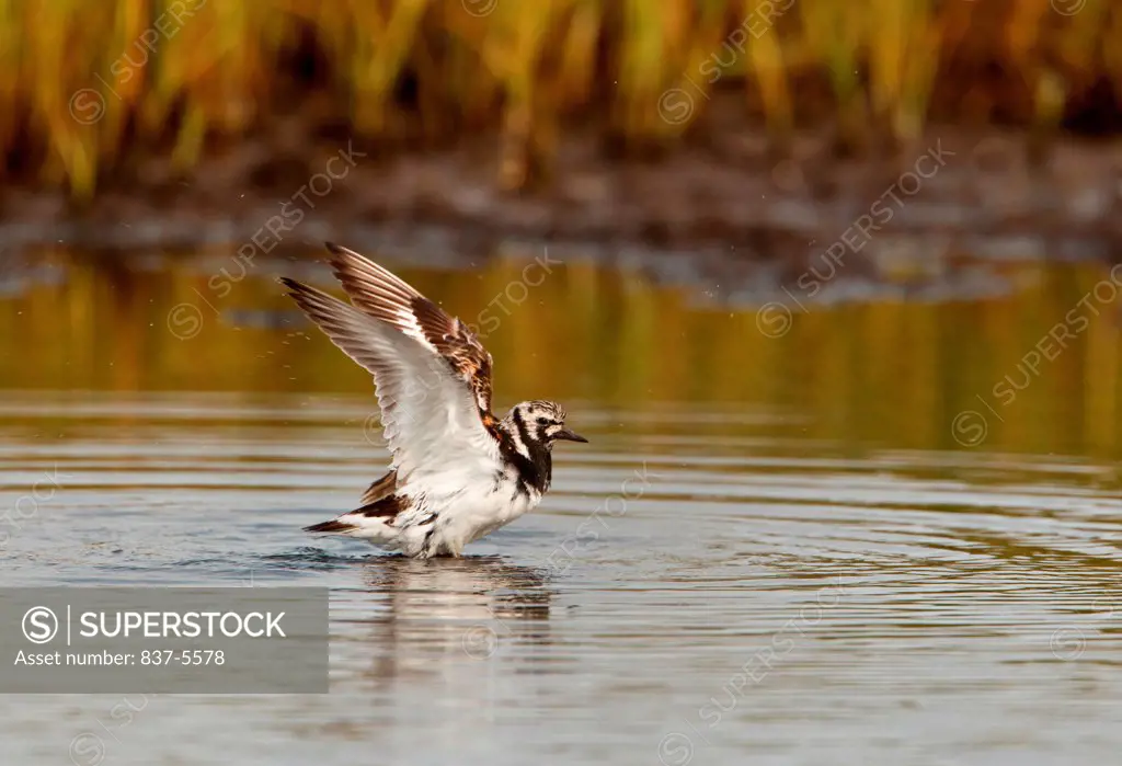 Ruddy Turnstone (Arenaria interpres) flapping his wings after bathing in a swamp, Saint Paul Island, Alaska, USA