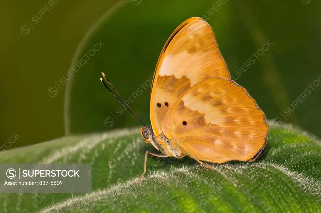 Female Banded Forester Butterfly Perched On Green Leaf