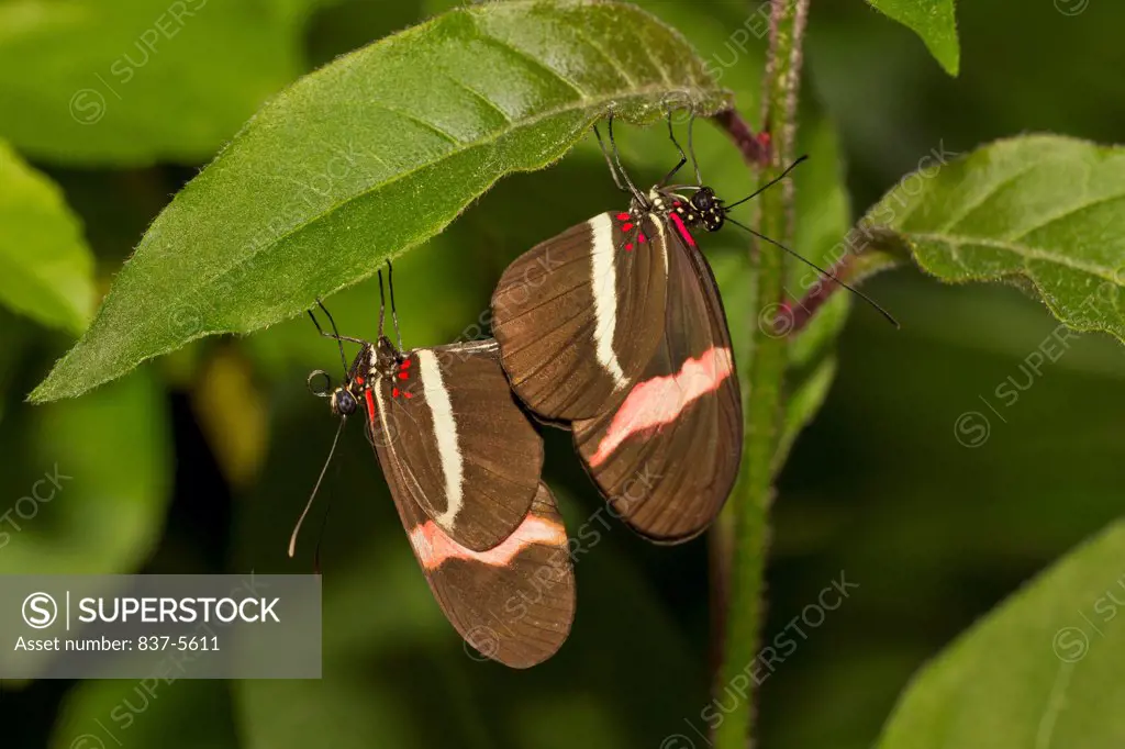 Heliconius Erato Butterflies Mating