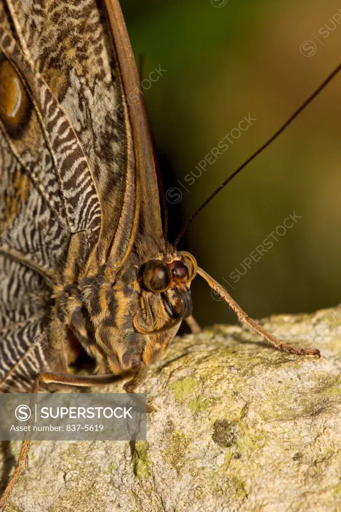 Close up portrait of owl butterfly perched on rock