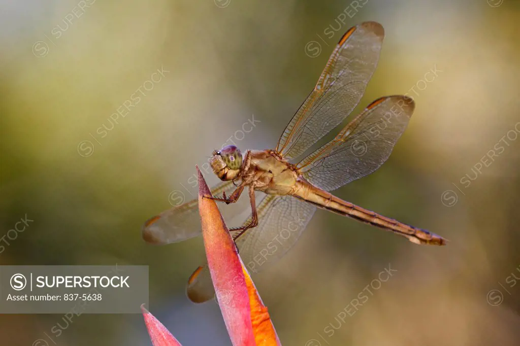 Female Needham's skimmer (Libellula needhami) dragonfly perched on a colorful flower