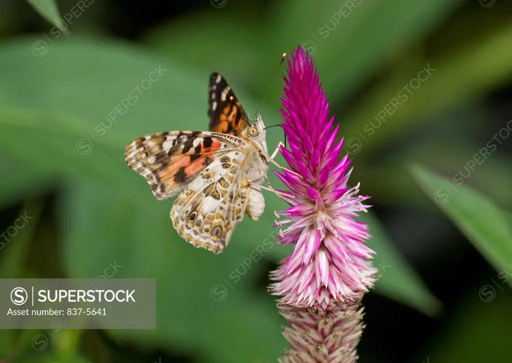 Red admiral butterfly (Vanessa atalanta) perched on a pink flower