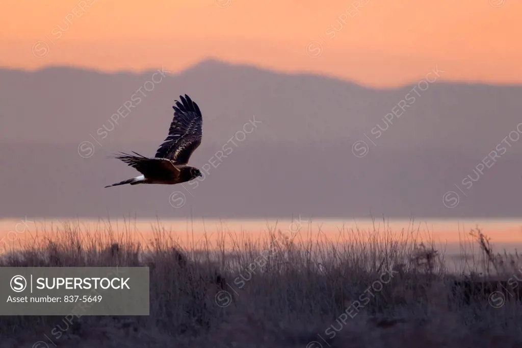 Northern harrier (Circus cyaneus) in flight at dawn with an orange sunrise sky and mountainous background