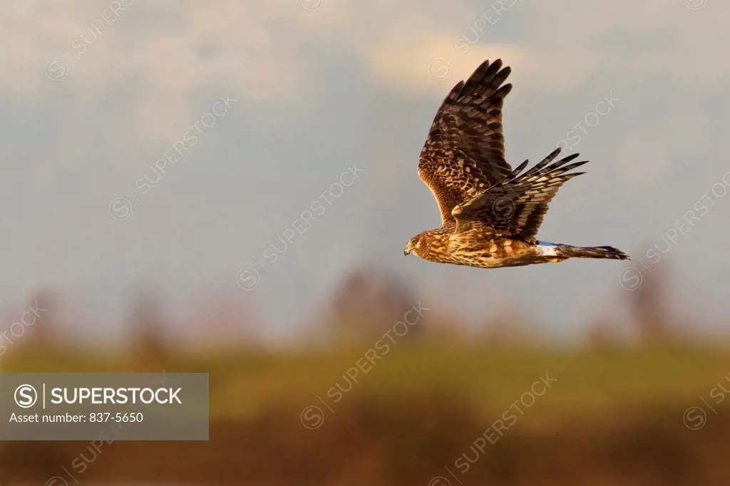 Female Northern harrier (Circus cyaneus) in flight with a multilayered sky and land background