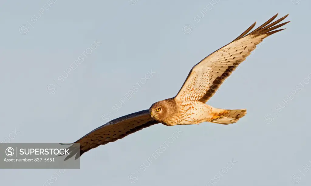 Male Northern harrier (Circus cyaneus) in flight across a blue sky background