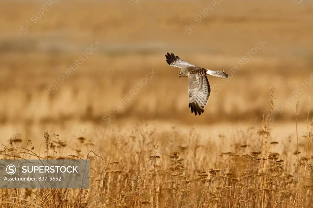 Northern harrier (Circus cyaneus) in flight over layered golden prairie land