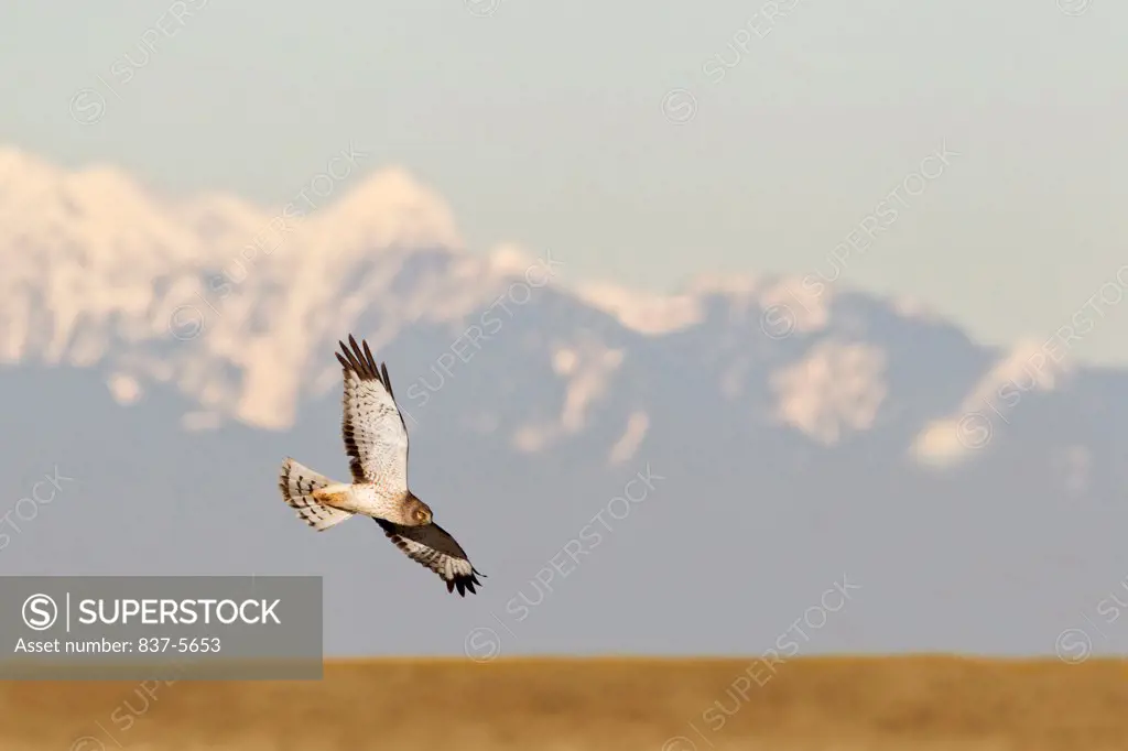 Northern harrier (Circus cyaneus) in flight over a golden field with a snow covered mountain in background