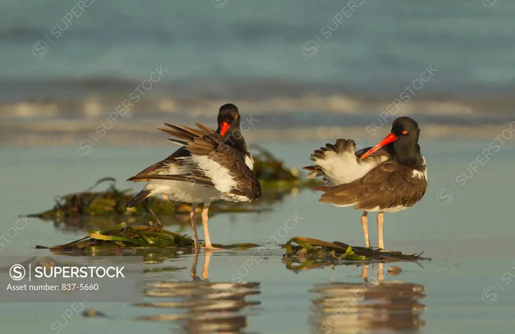 Pair of American oystercatchers (Haematopus palliatus) preening in the low surf amid sea weeds