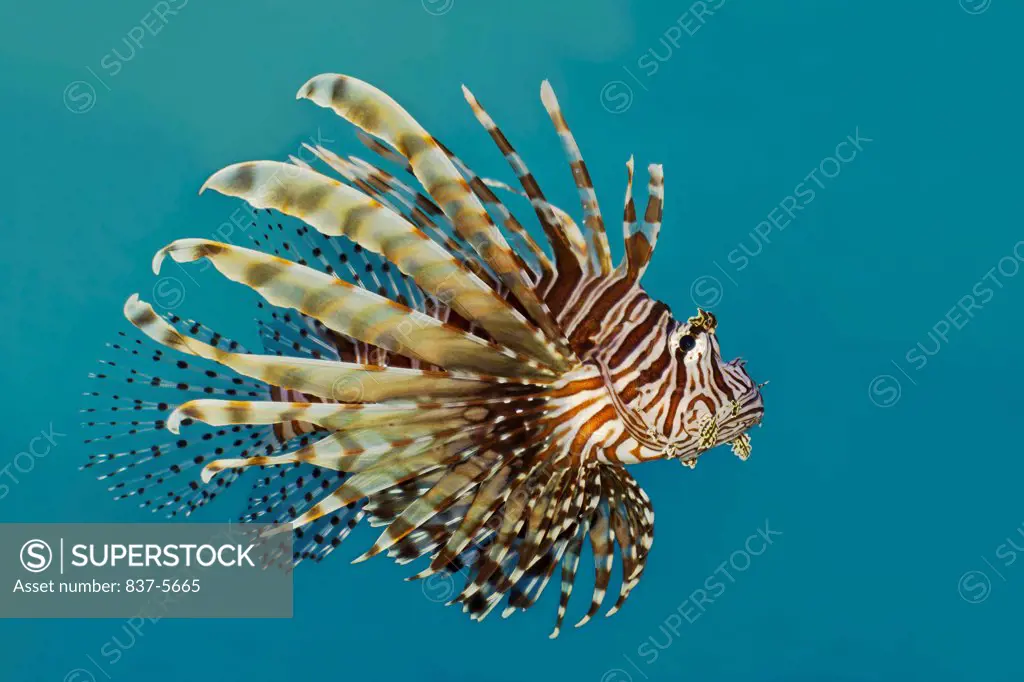 Red lionfish (Pterois volitans) swimming in aqua colored water