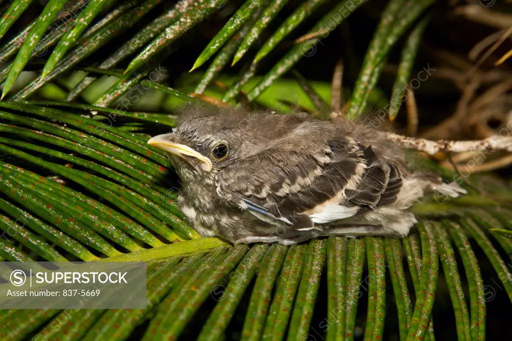 Young Northern mockingbird (Mimus polyglottos) chick perched on palm frond leaves