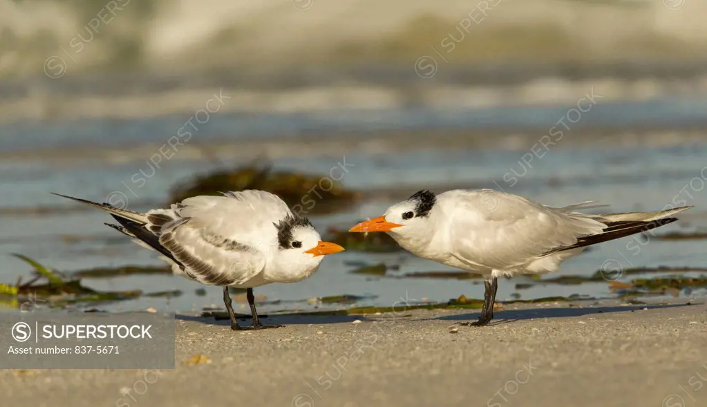 Juvenile and adult Royal tern (Sterna maxima) standing on the beach