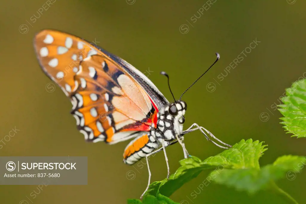 Angolan white lady (Graphium angolanus) perched on green leaf