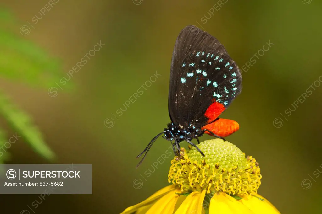 Atala butterfly (Eumaeus Atala) perched on yellow coneflower