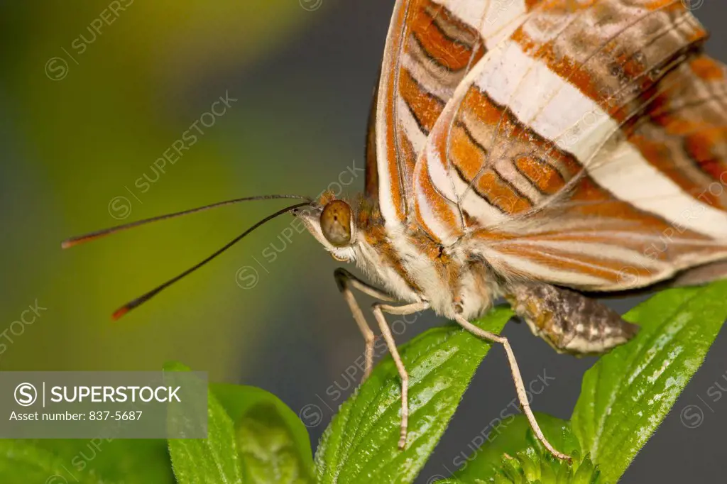 Band-celled sister butterfly (Adelpha Fessonia) perched on green leaf