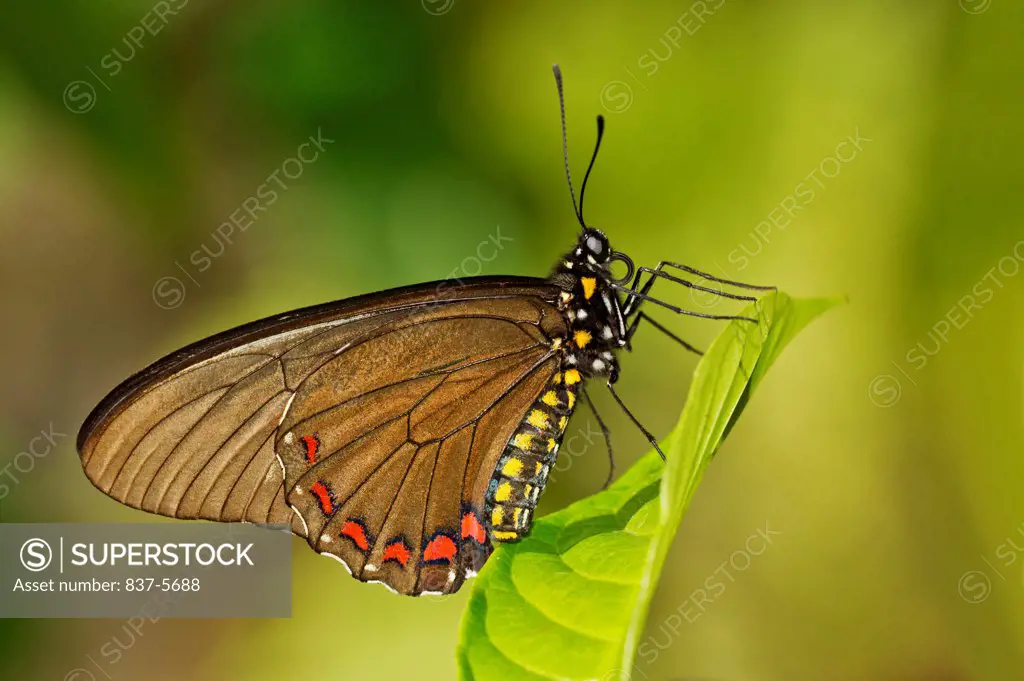 Bellus swallowtail butterfly (Battus belus) perched on green leaf