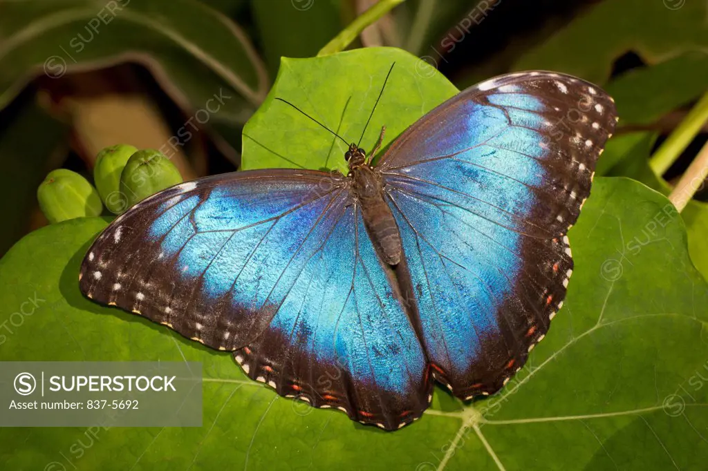 Blue morpho butterfly (Morpho Peleides) perched on green leaf