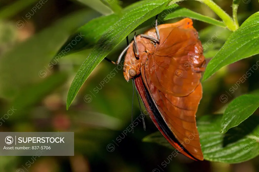 Flame bordered charaxes butterfly (Charaxes protoclea) hanging from leaf