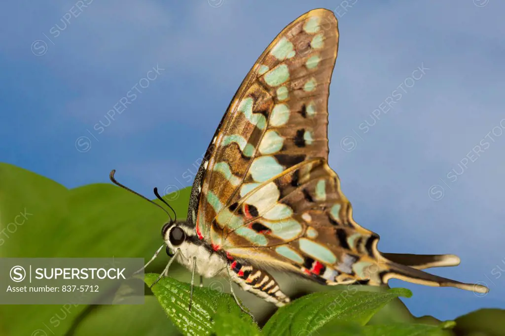 Large striped swordtail butterfly (Graphium antheus) perched on green leaf