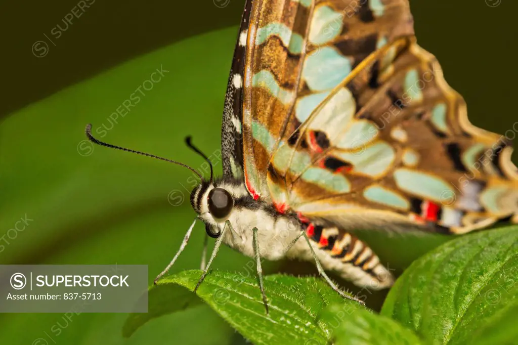 Large striped swordtail butterfly (Graphium antheus) perched on green leaf